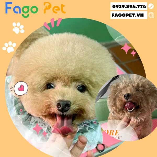 Spa Chó Mèo - Spa Thú Cưng - Làm Đẹp 5* Tại Fagopet