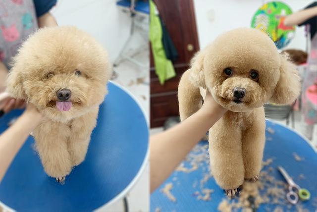 Top 11 Dịch vụ spa thú cưng tốt nhất tại quận Phú Nhuận, TP ...